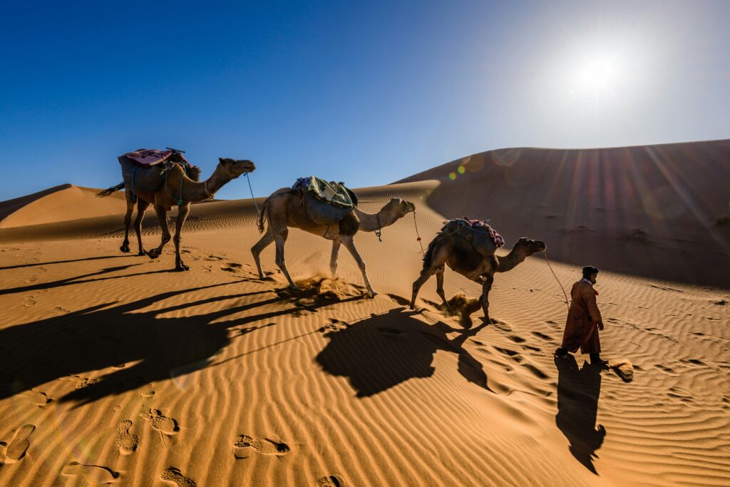 an image which shows how Moroccans used the camel transportation method 