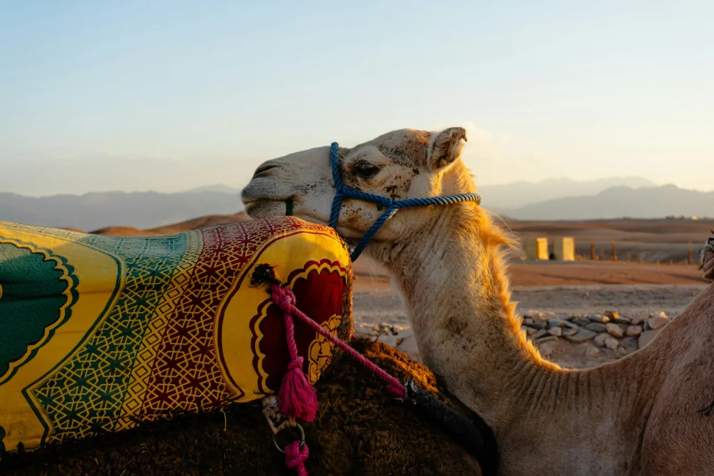 camel riding in Agafay